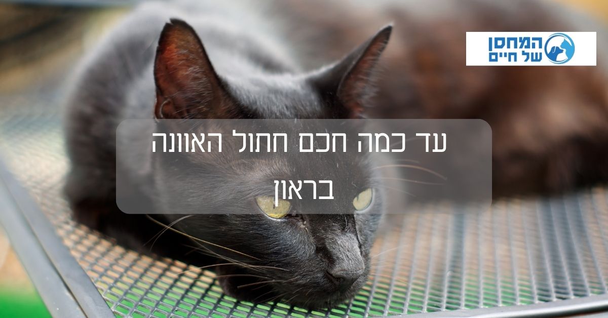 עד כמה חכם חתול הוואנה בראון